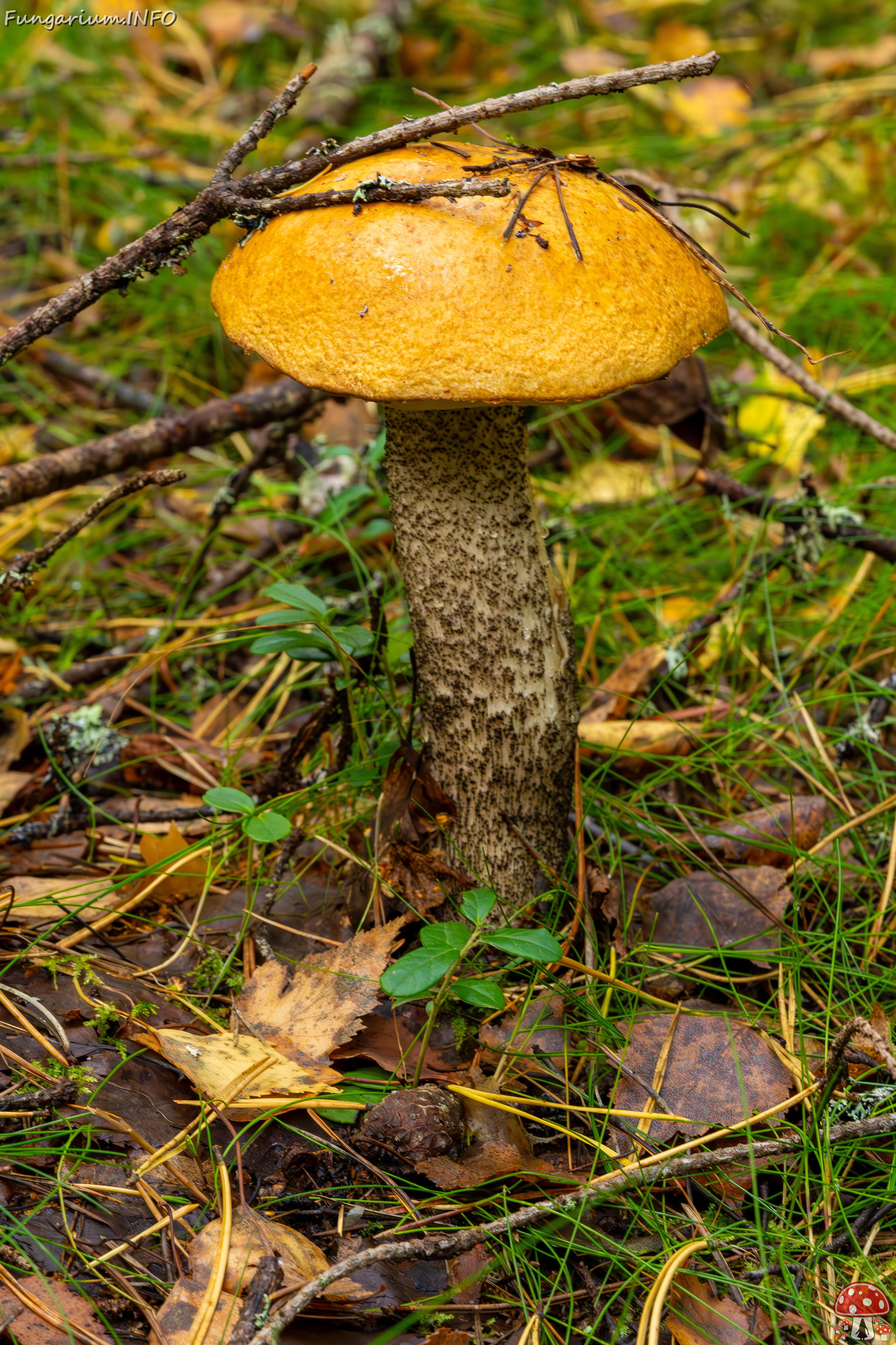 leccinum-versipelle_2023-09-14_1-3 