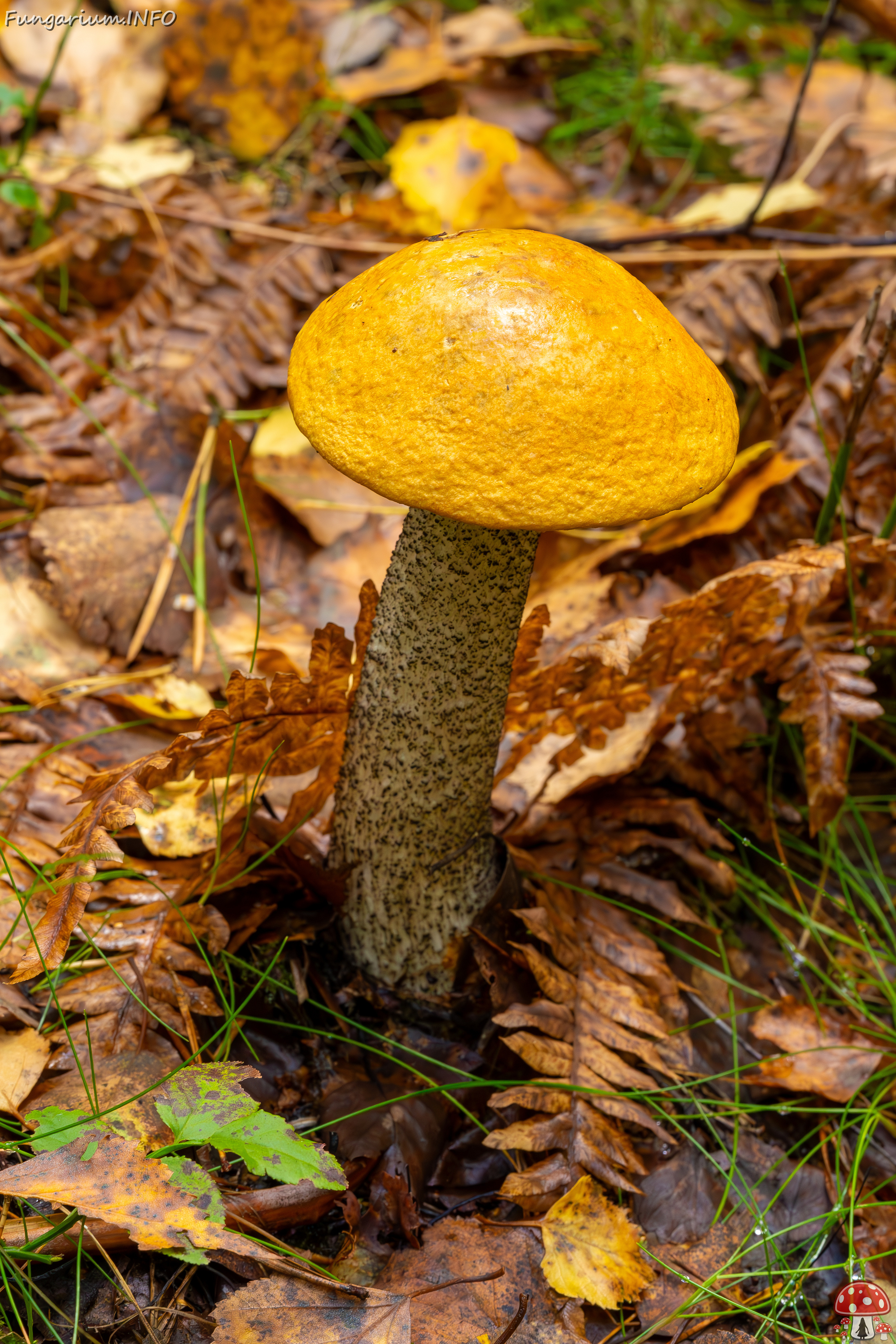 leccinum-versipelle_2023-09-14_1-4 