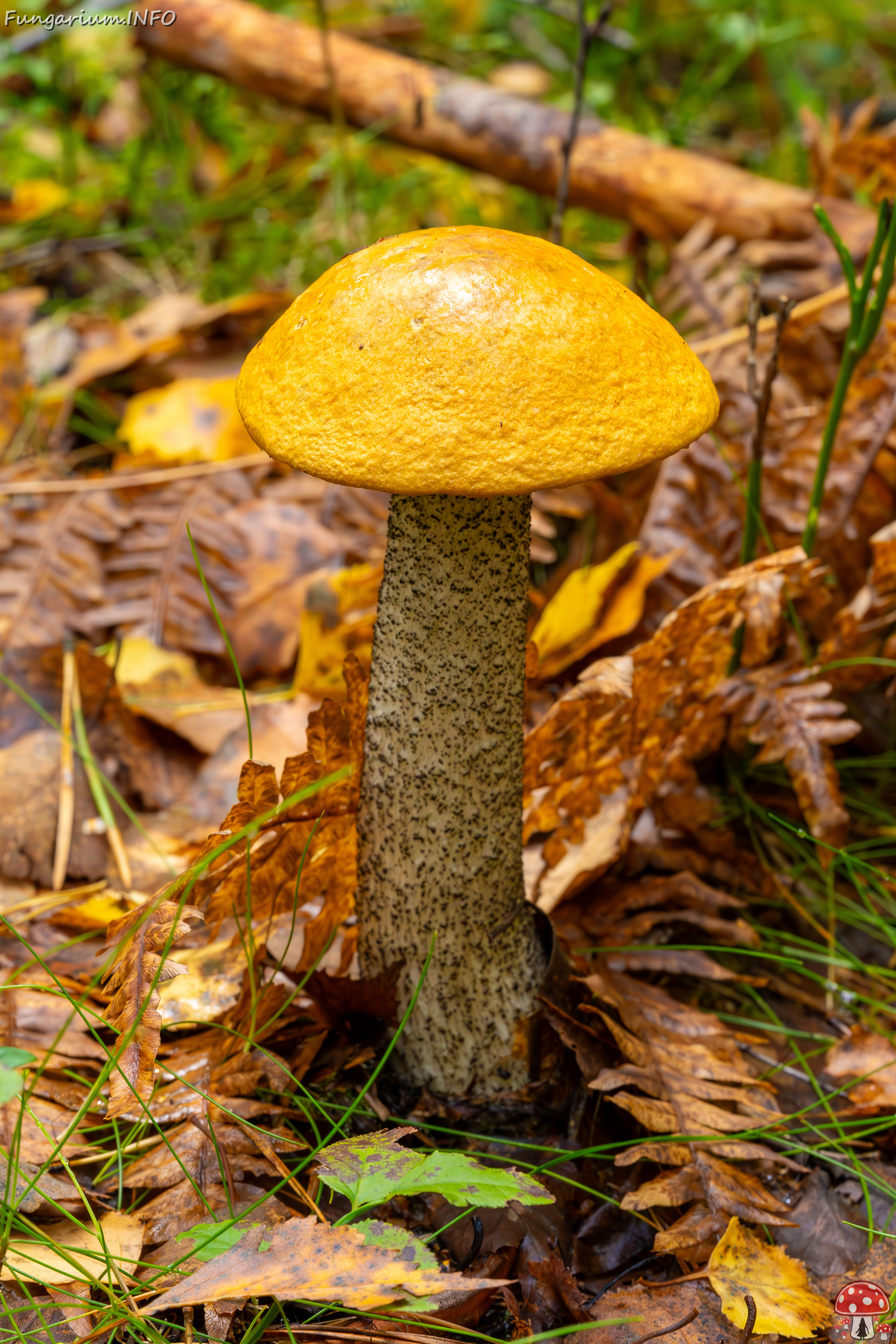 leccinum-versipelle_2023-09-14_1-5 