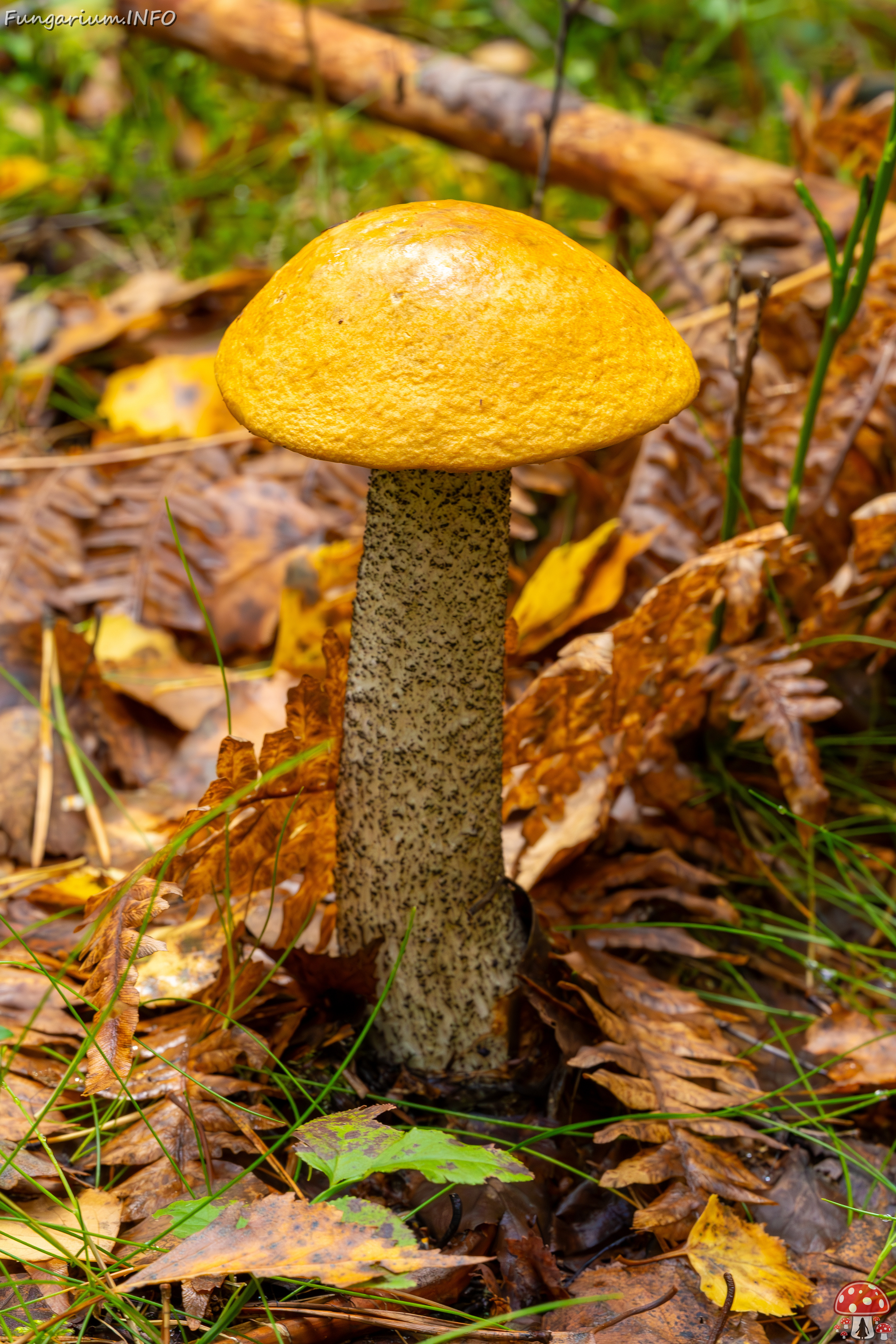 leccinum-versipelle_2023-09-14_1-6 