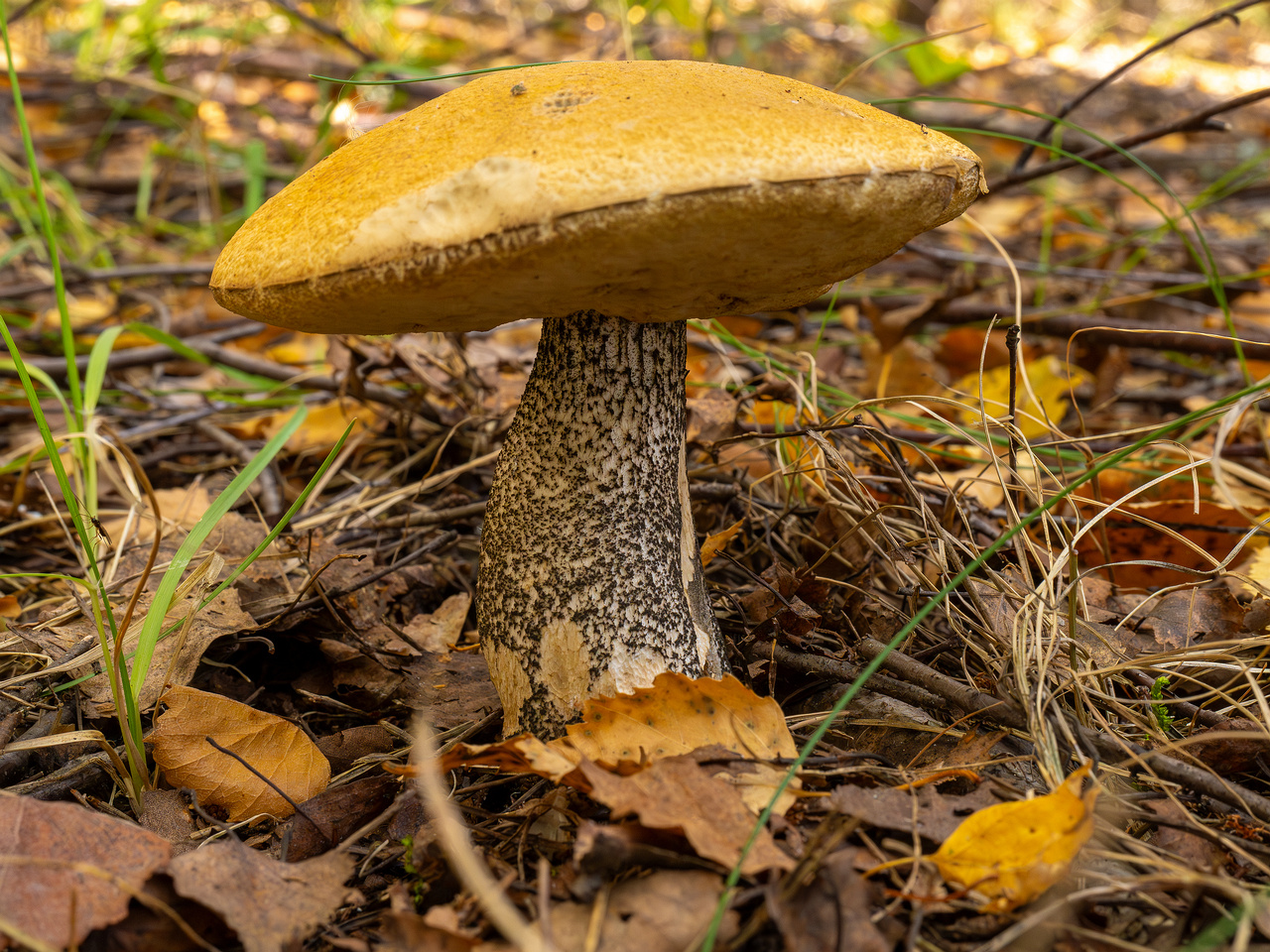 !leccinum-versipelle_1-2