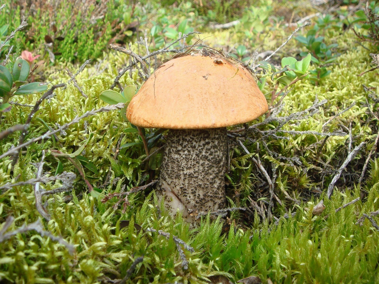 fungi-0000261