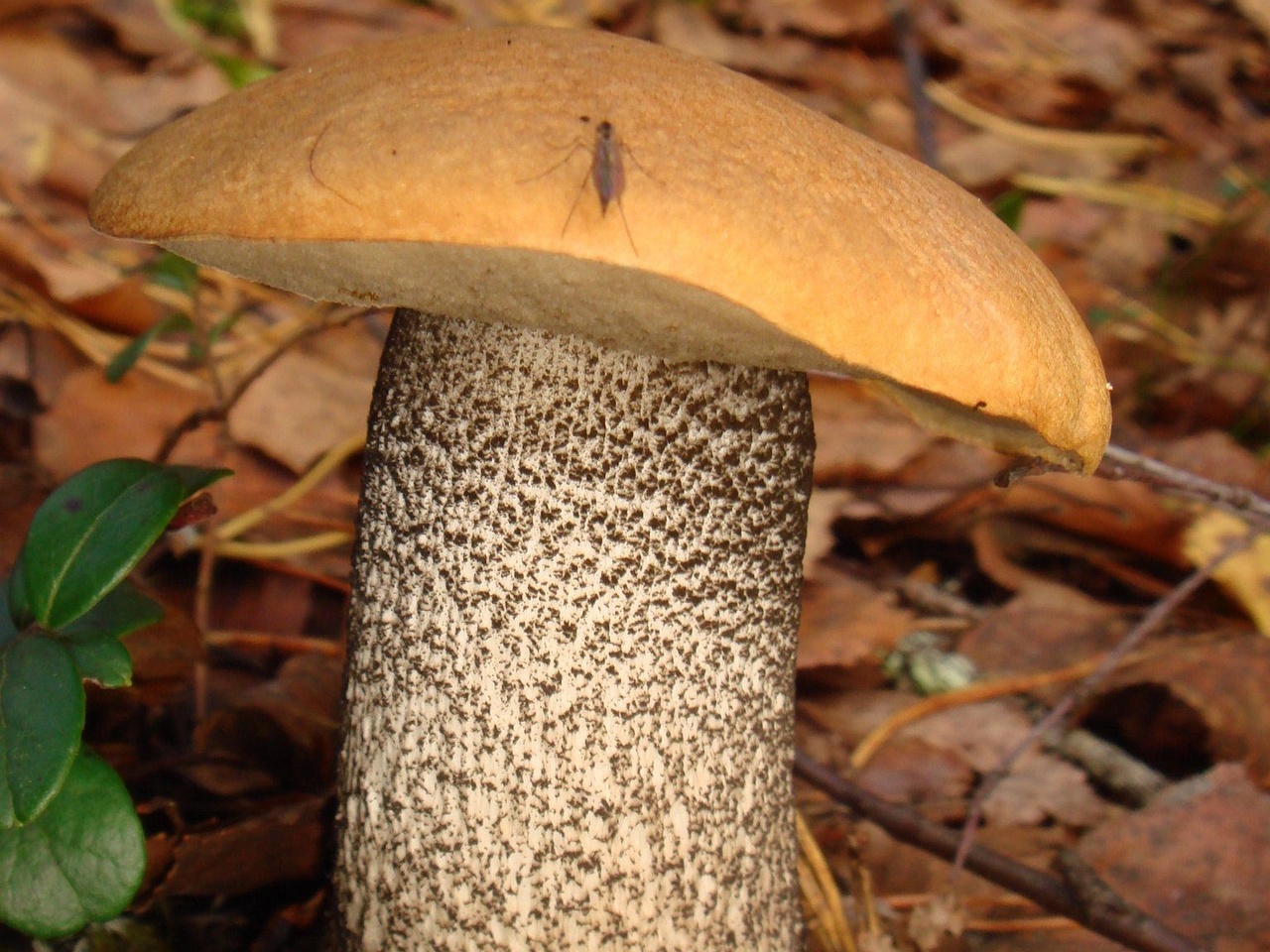 fungi-0004559