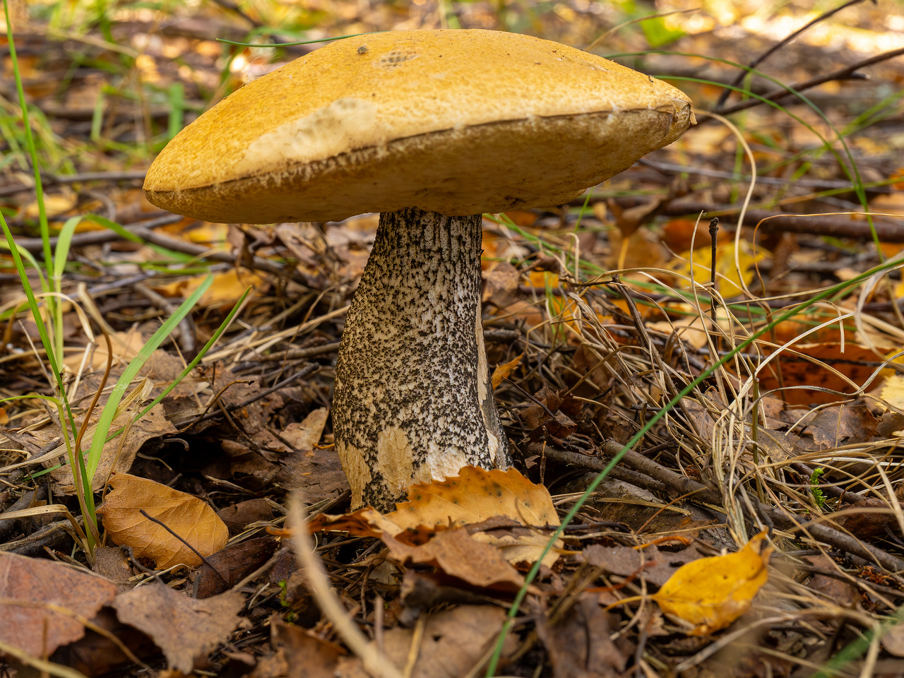 leccinum-versipelle_1-1