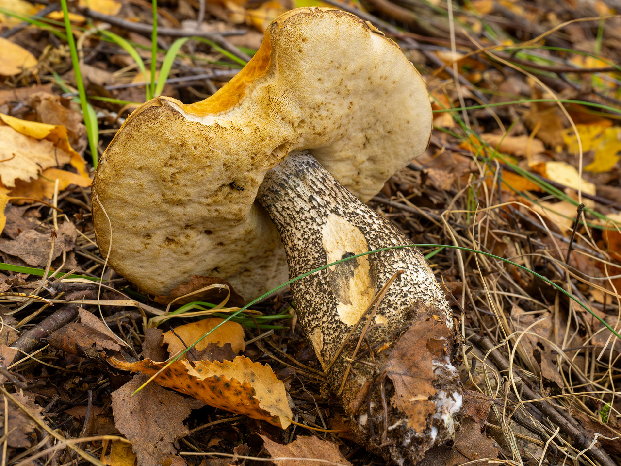 leccinum-versipelle_1-10