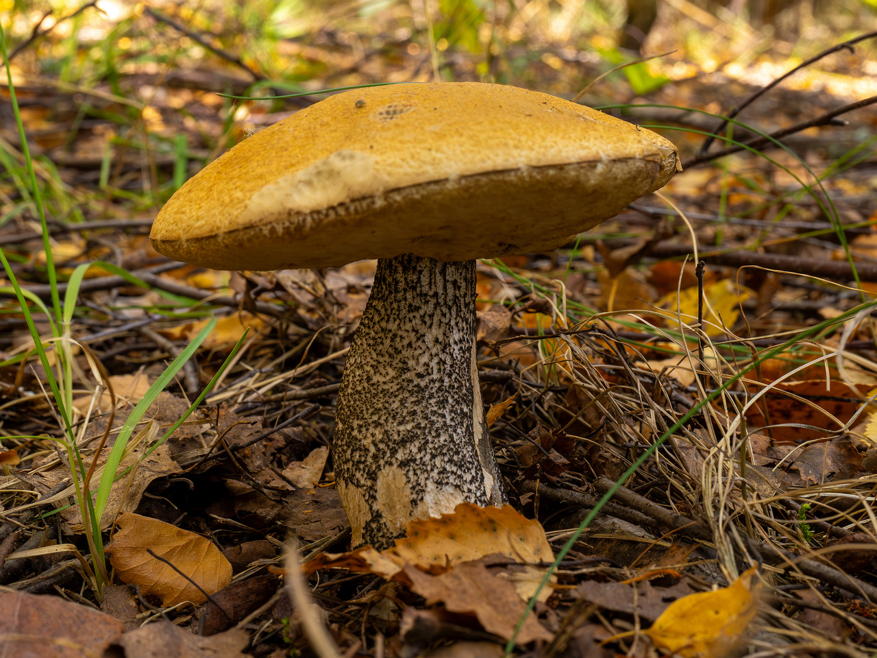 leccinum-versipelle_1-3