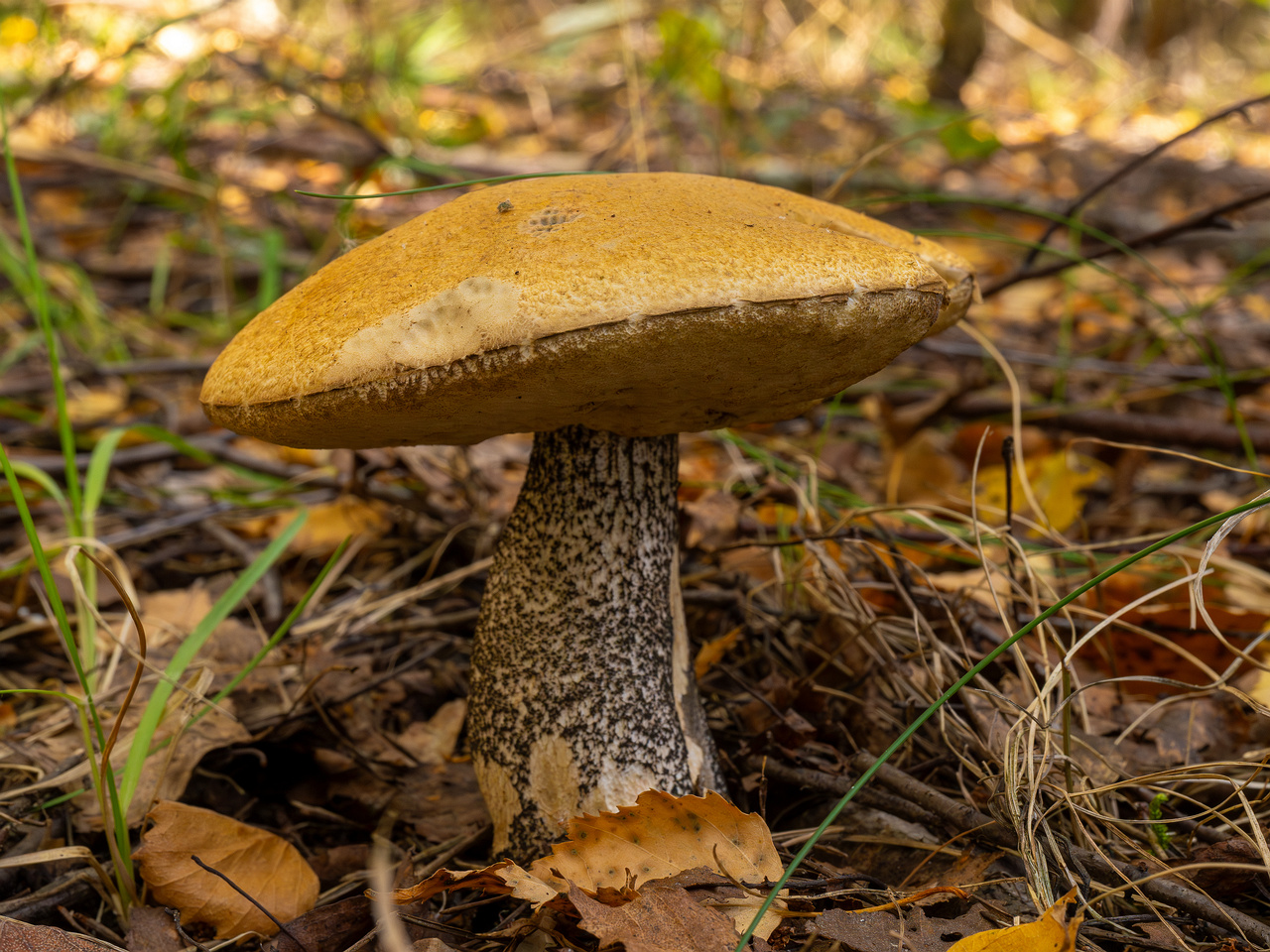 leccinum-versipelle_1-4