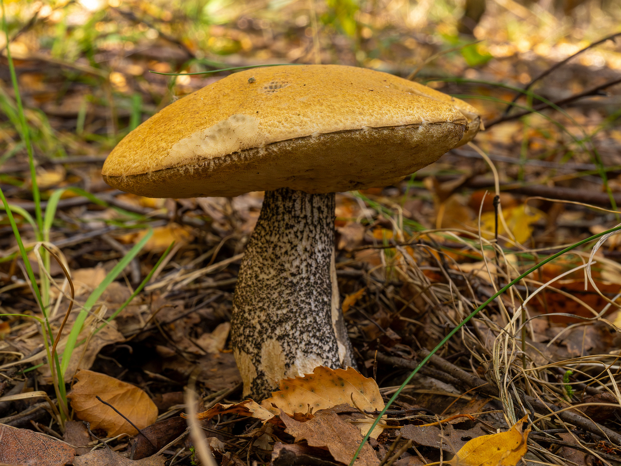 leccinum-versipelle_1-5