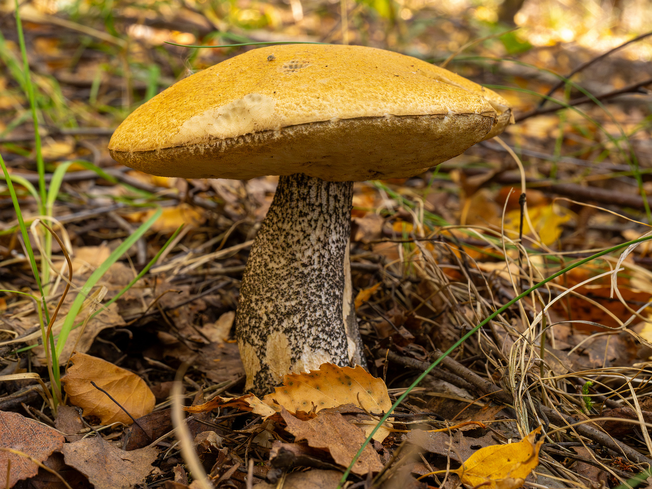 leccinum-versipelle_1-7