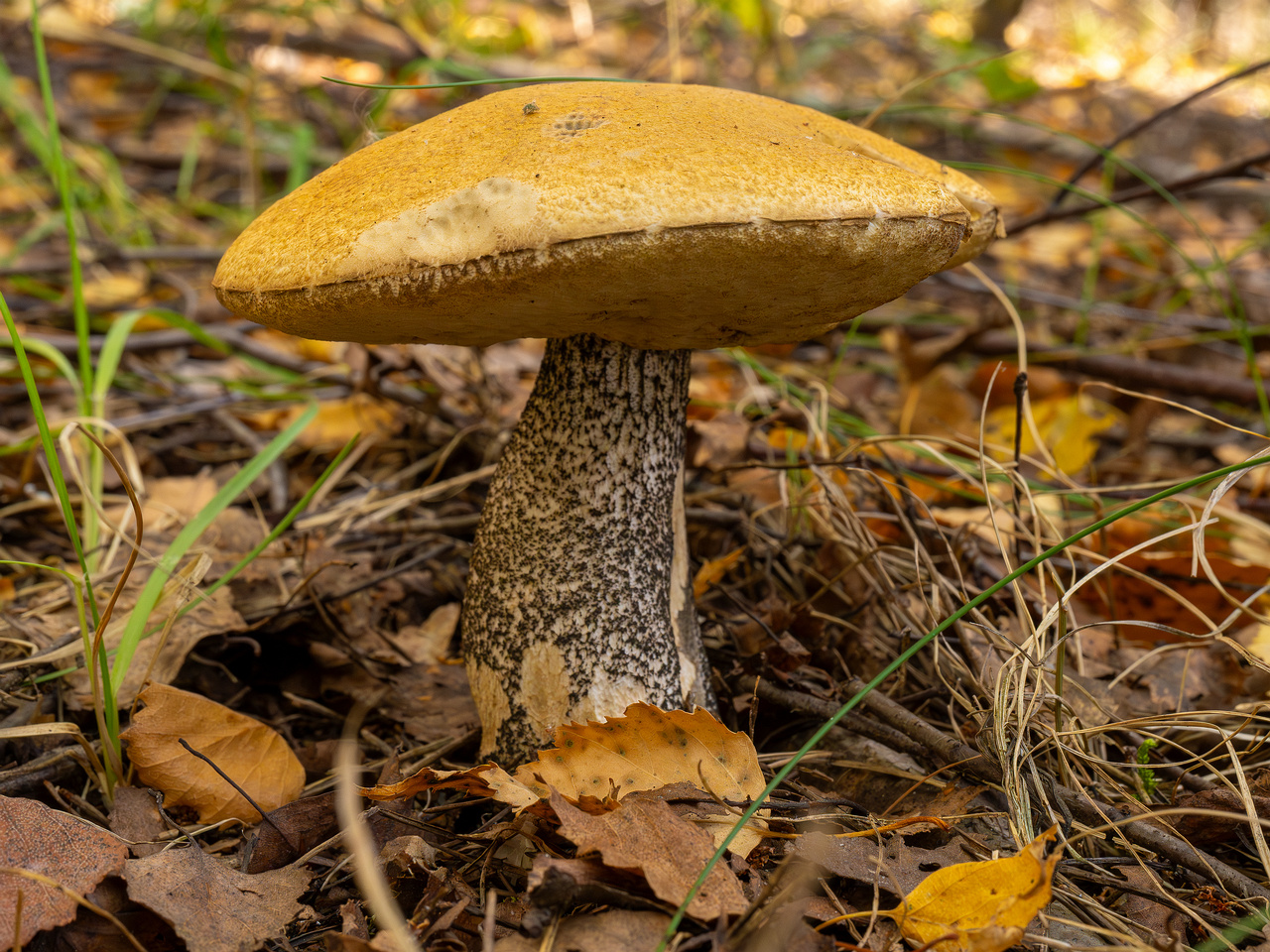 leccinum-versipelle_1-8