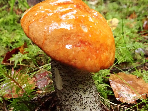 Подосиновик красный - Leccinum aurantiacum