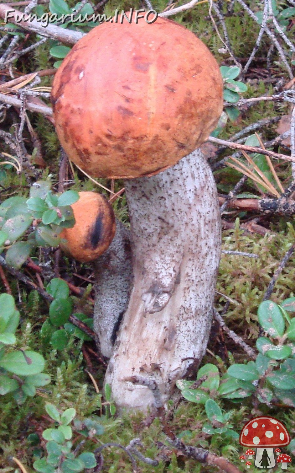 fungi-0000150_ 