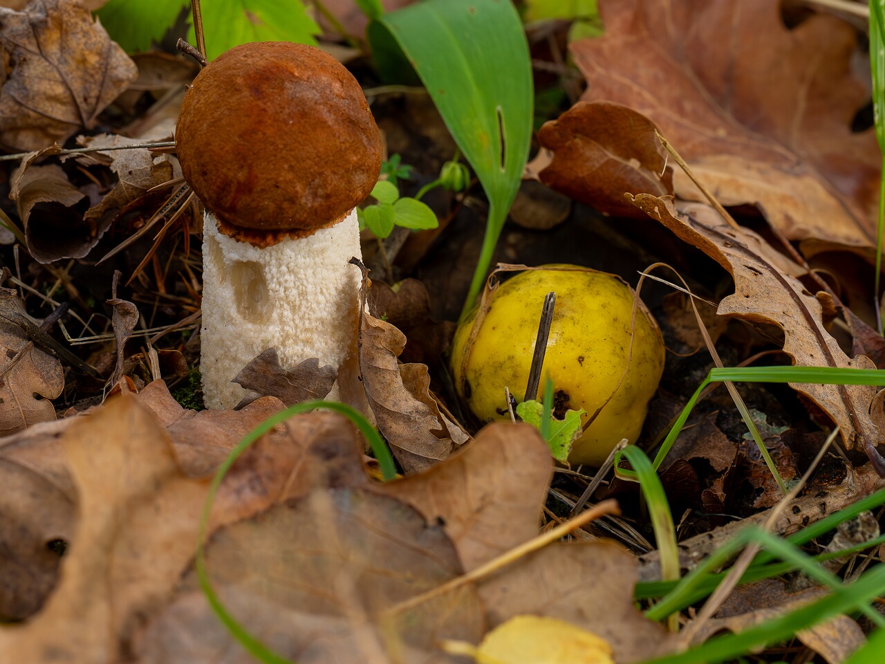 !Leccinum albostipitatum _2026-09-19_1-1
