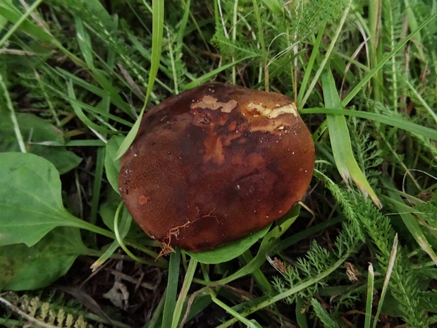 Садоборовик красный - Hortiboletus rubellus