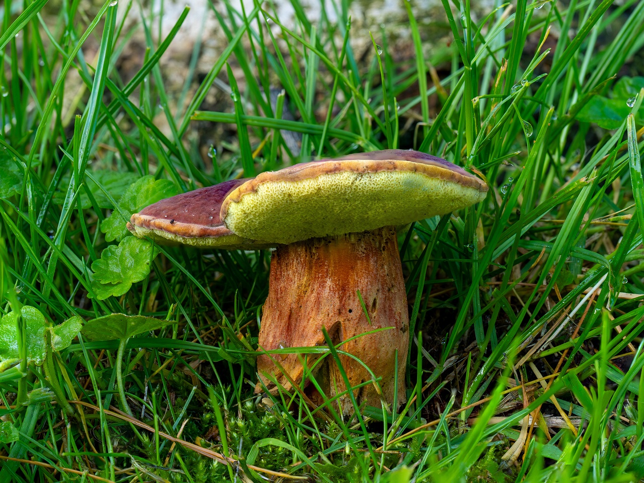 !Hortiboletus rubellus _2026-07-12_1