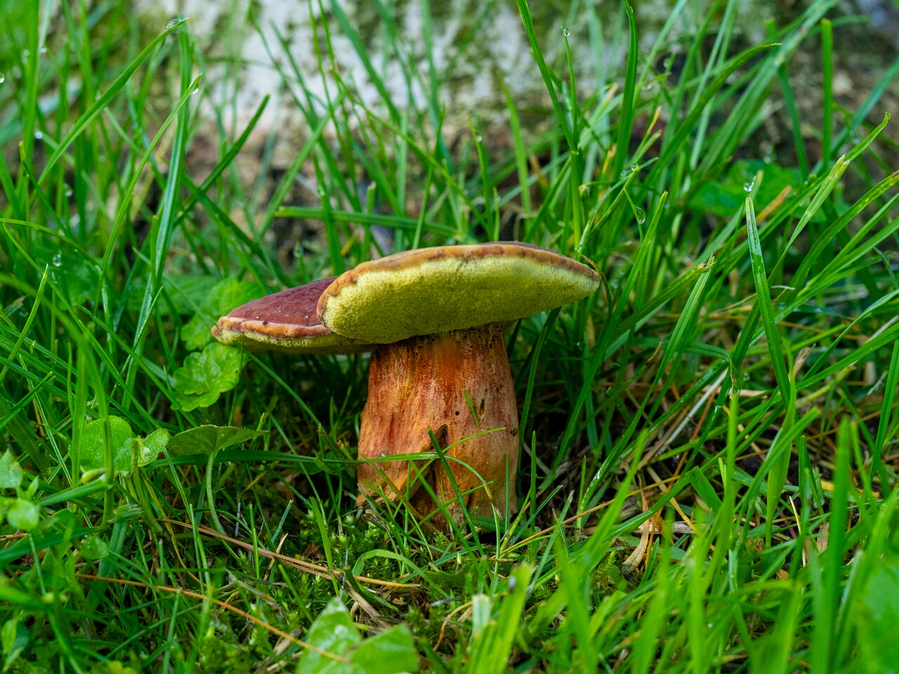 Hortiboletus rubellus _2026-07-12_1-1