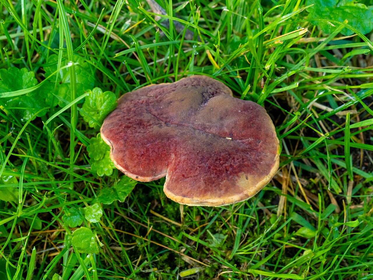 Hortiboletus rubellus _2026-07-12_2-1