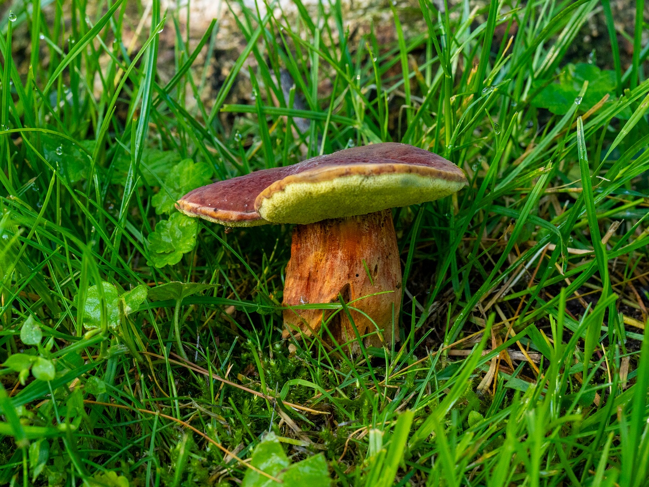 Hortiboletus rubellus _2026-07-12_2-2