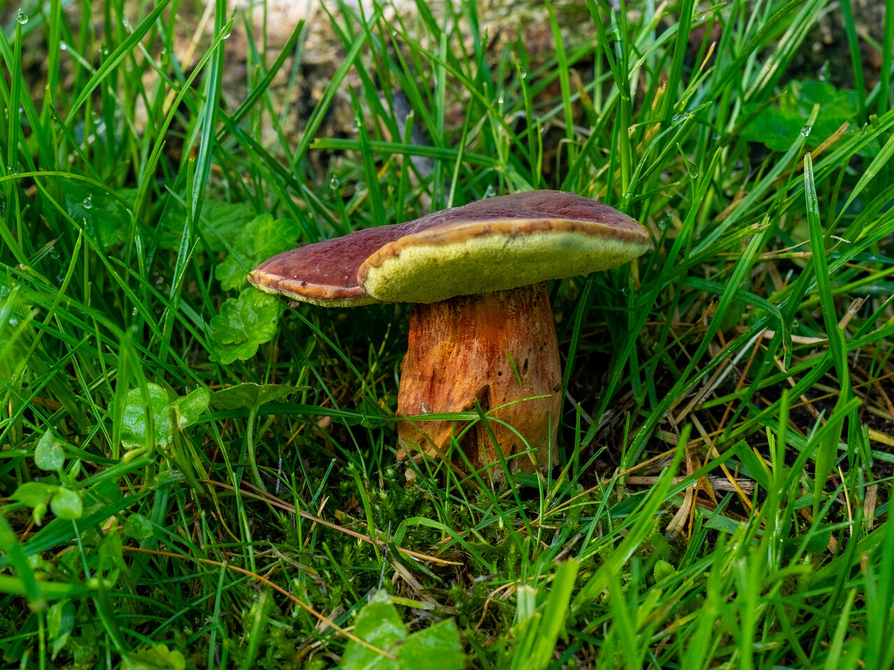 Hortiboletus rubellus _2026-07-12_2-3