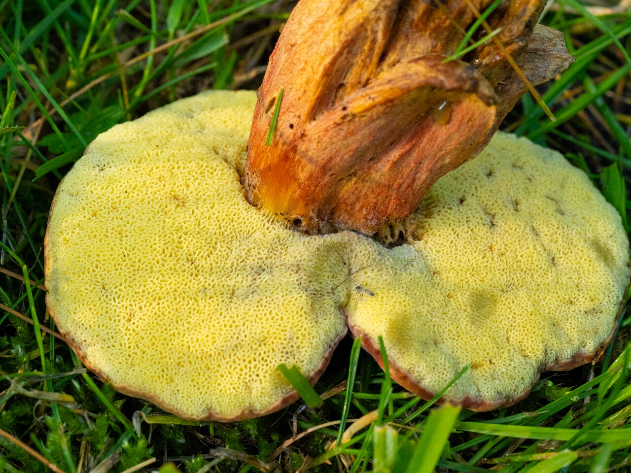 Hortiboletus rubellus _2026-07-12_2-4