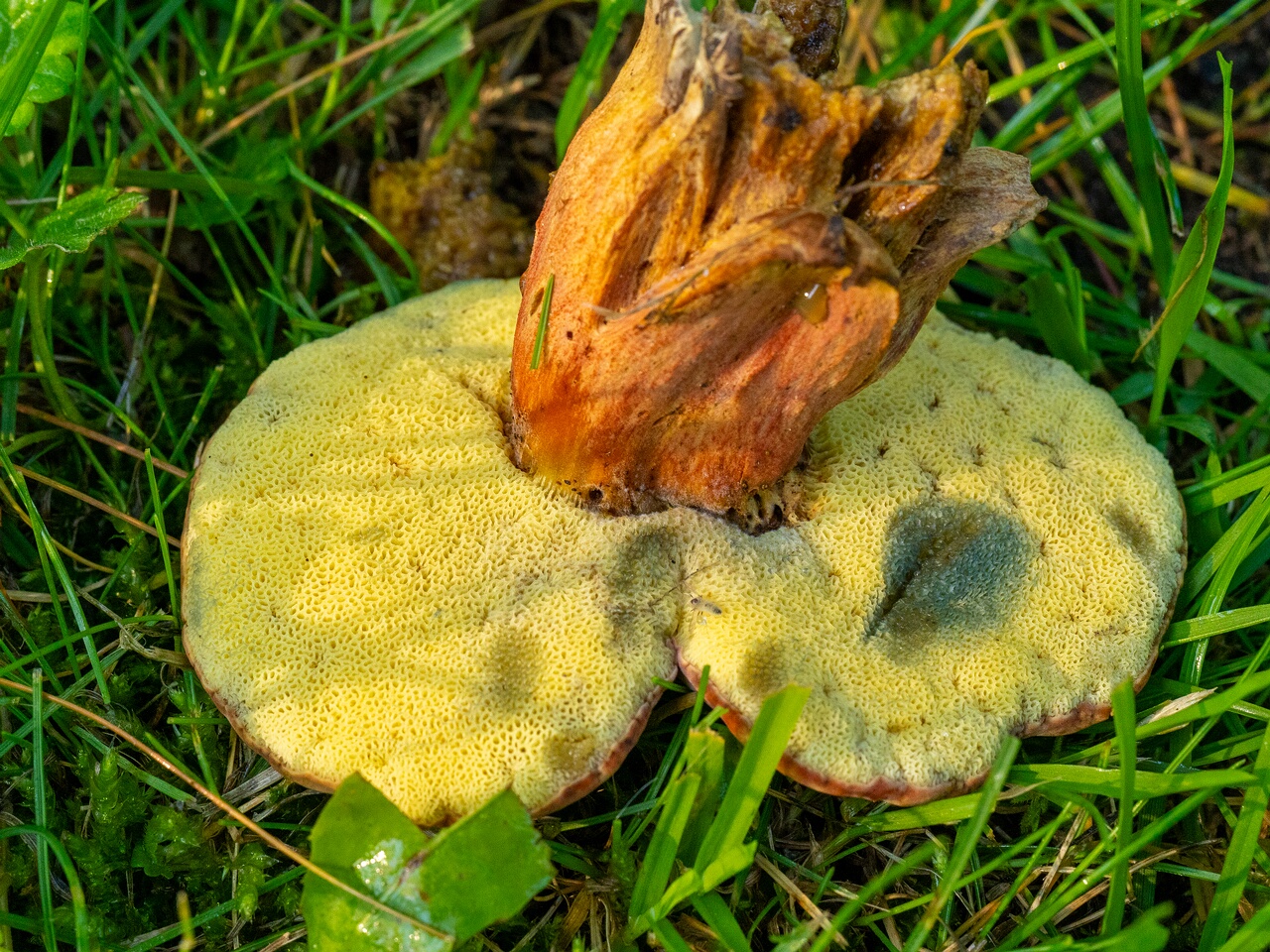 Hortiboletus rubellus _2026-07-12_2-5