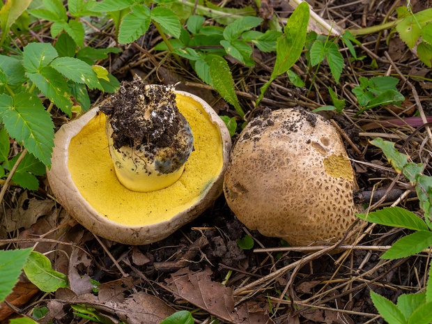 Твёрдоболет коренастый - Caloboletus radicans