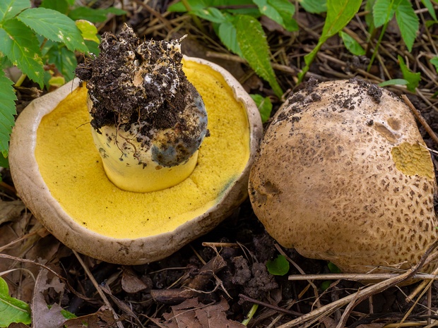 Твёрдоборовик коренастый - Caloboletus radicans