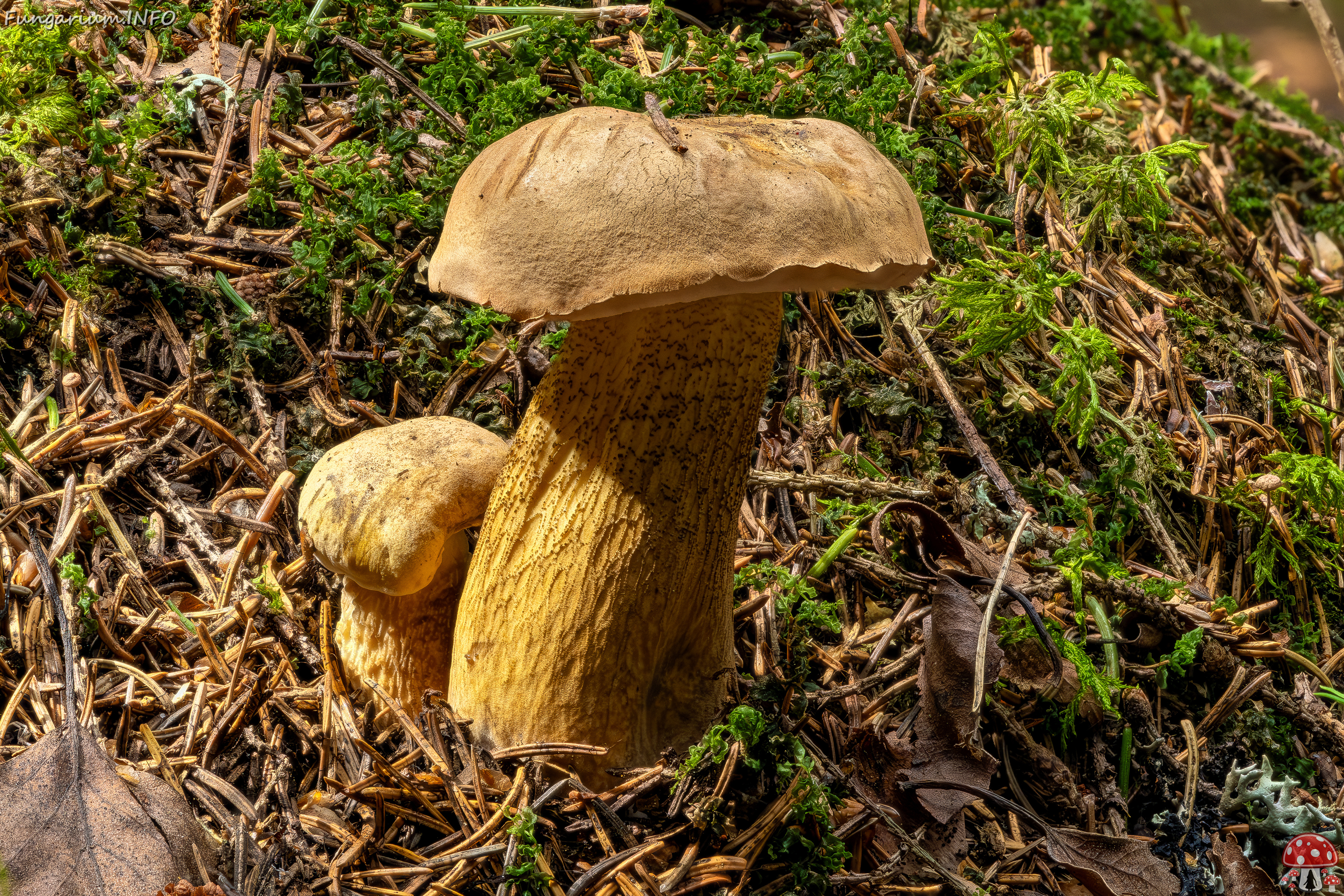 !tylopilus-felleus-1 