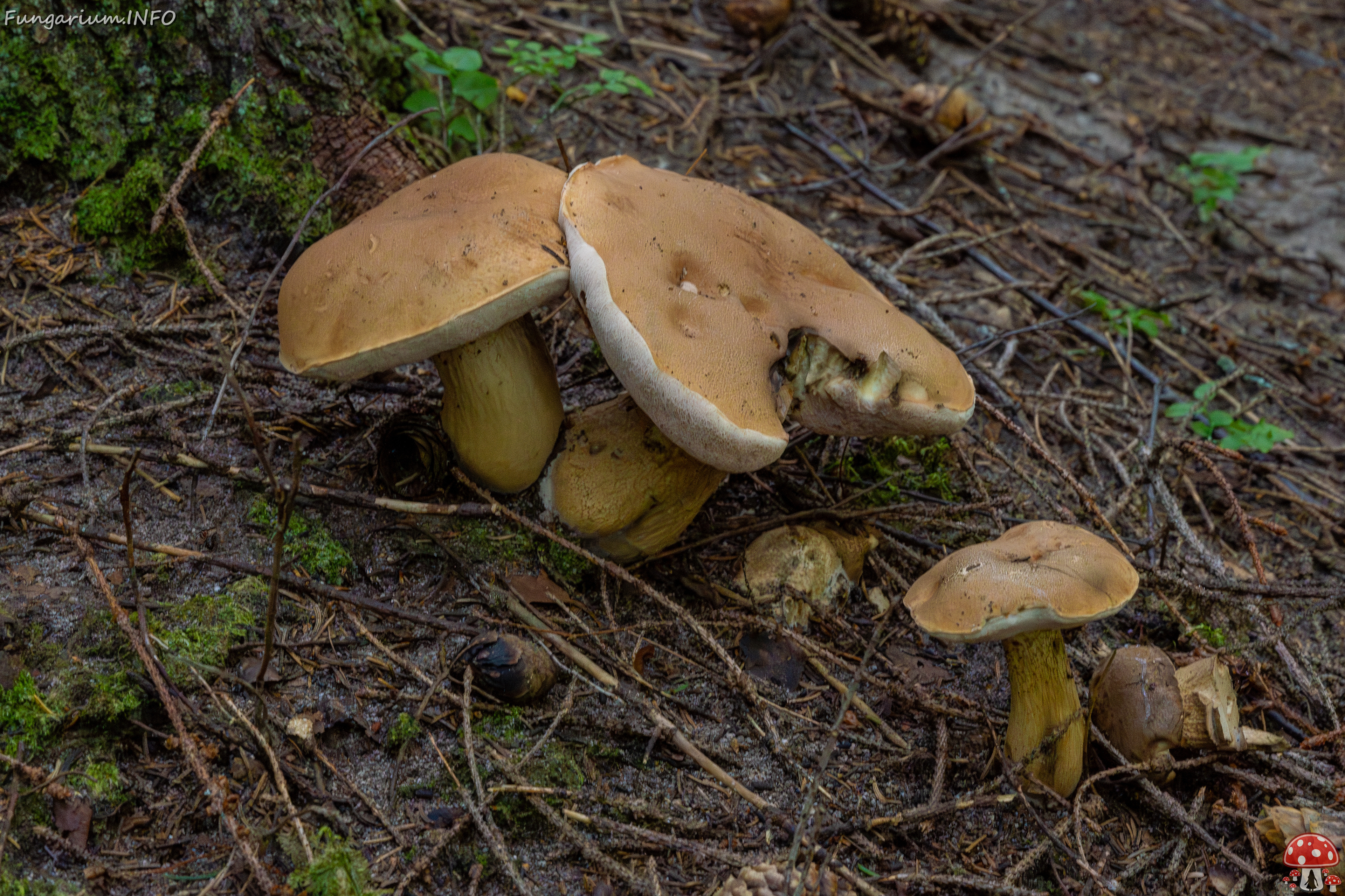 tylopilus-felleus_1-1 