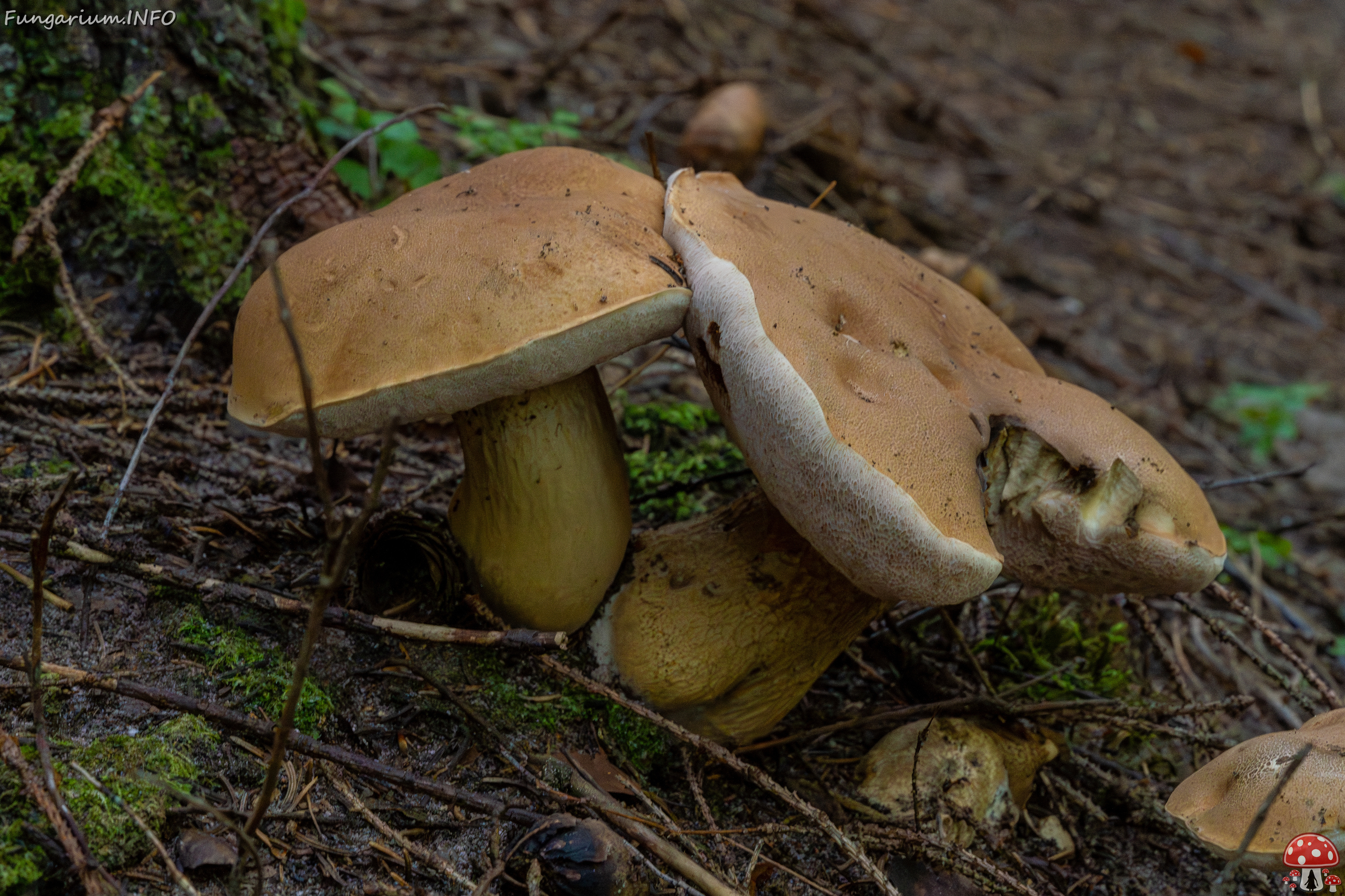 tylopilus-felleus_1-5 