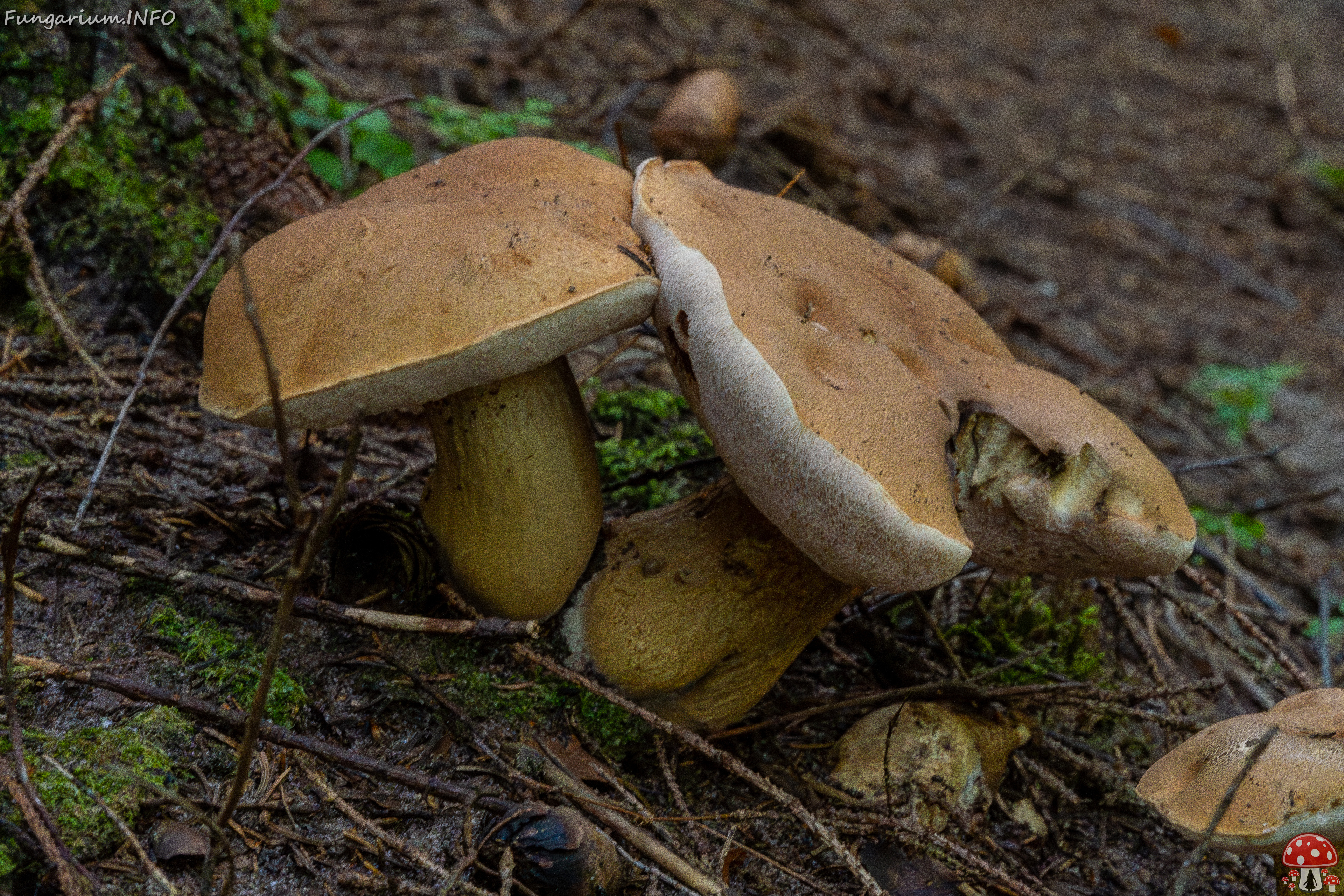 tylopilus-felleus_1-6 