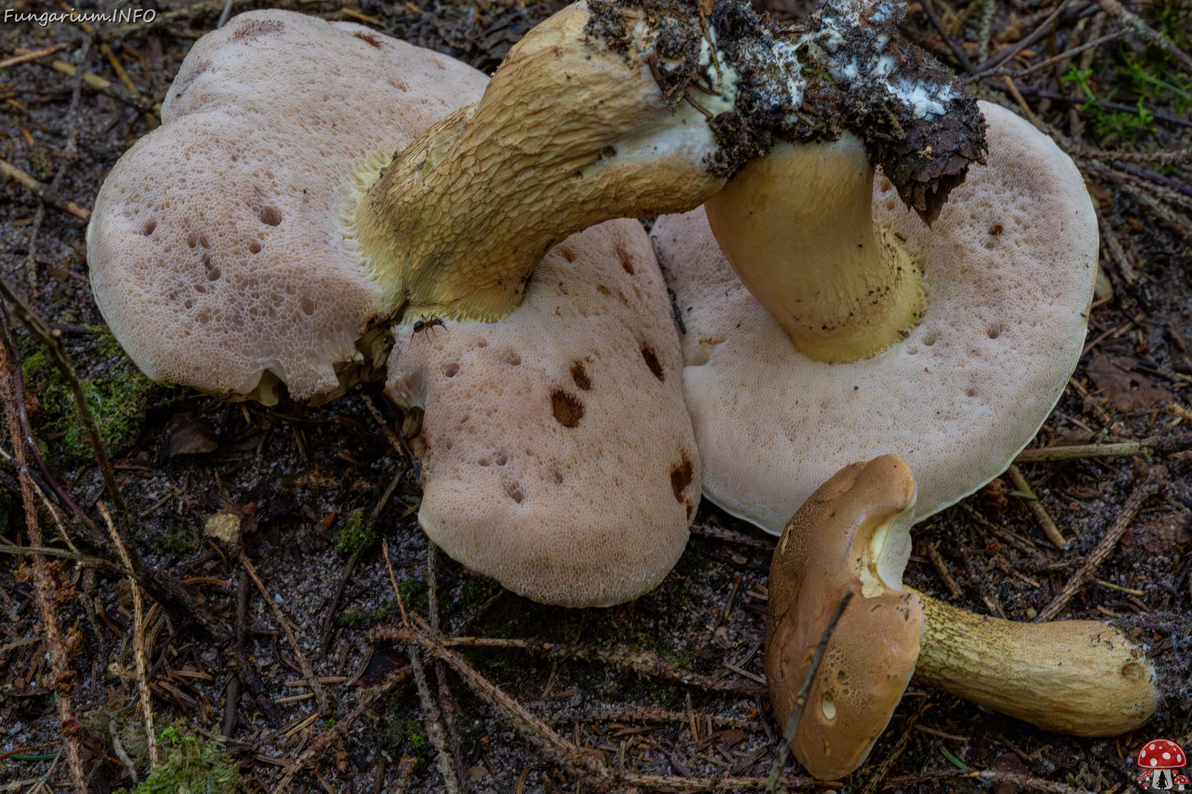 tylopilus-felleus_1-7 