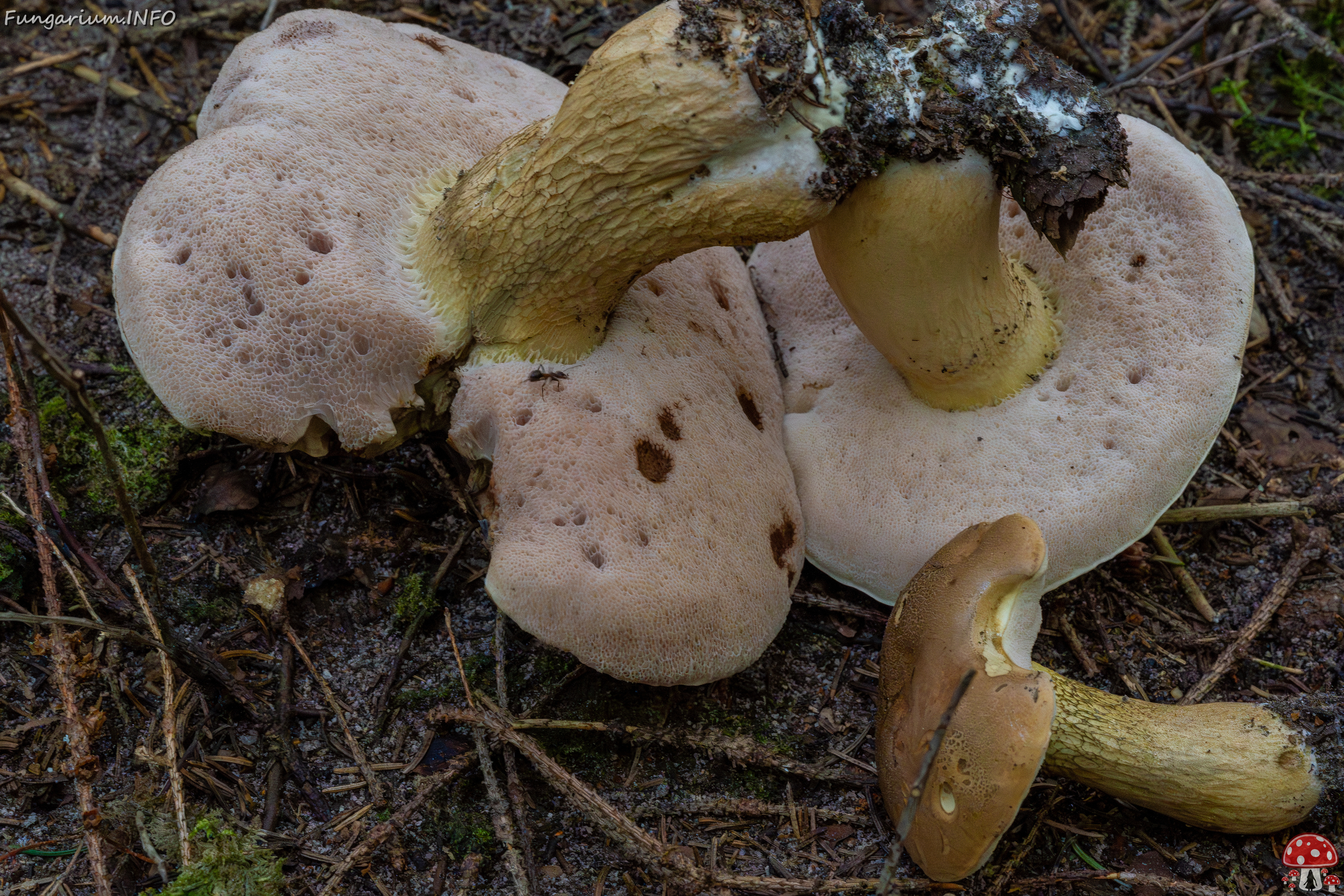 tylopilus-felleus_1-8 