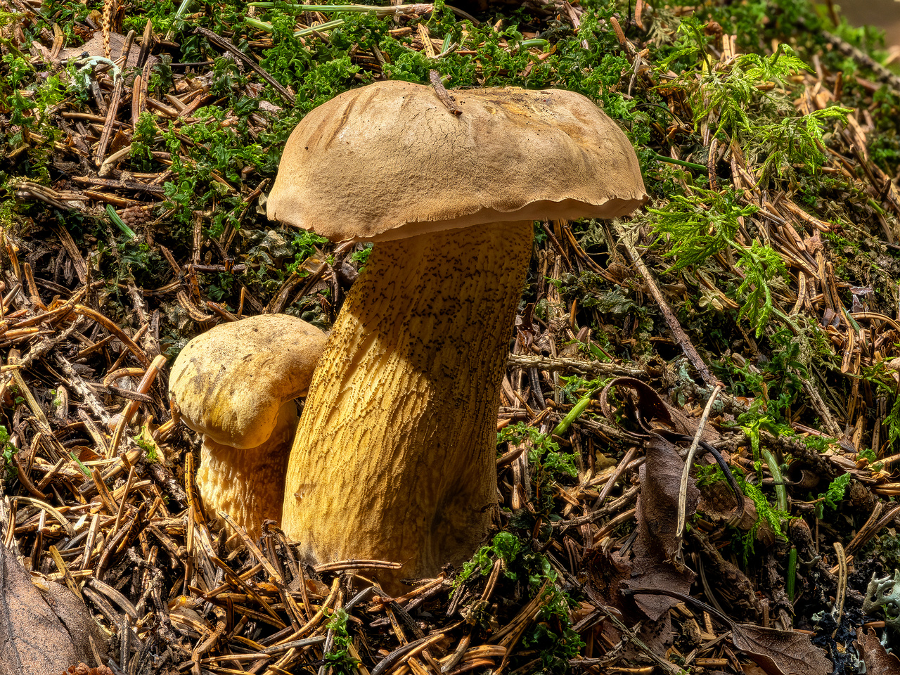 !tylopilus-felleus-1