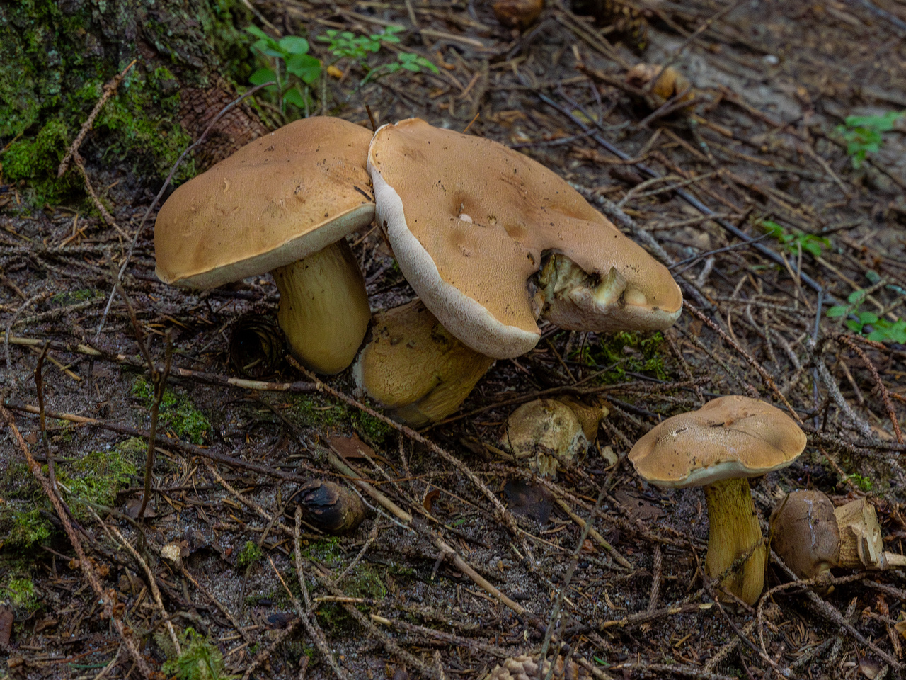 tylopilus-felleus_1-1