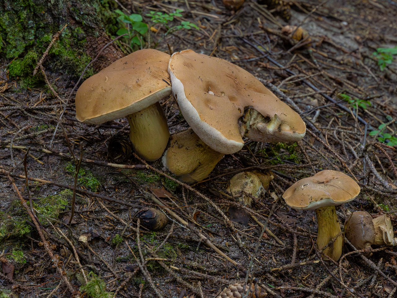 tylopilus-felleus_1-2