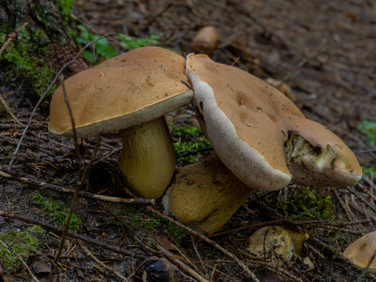 tylopilus-felleus_1-5