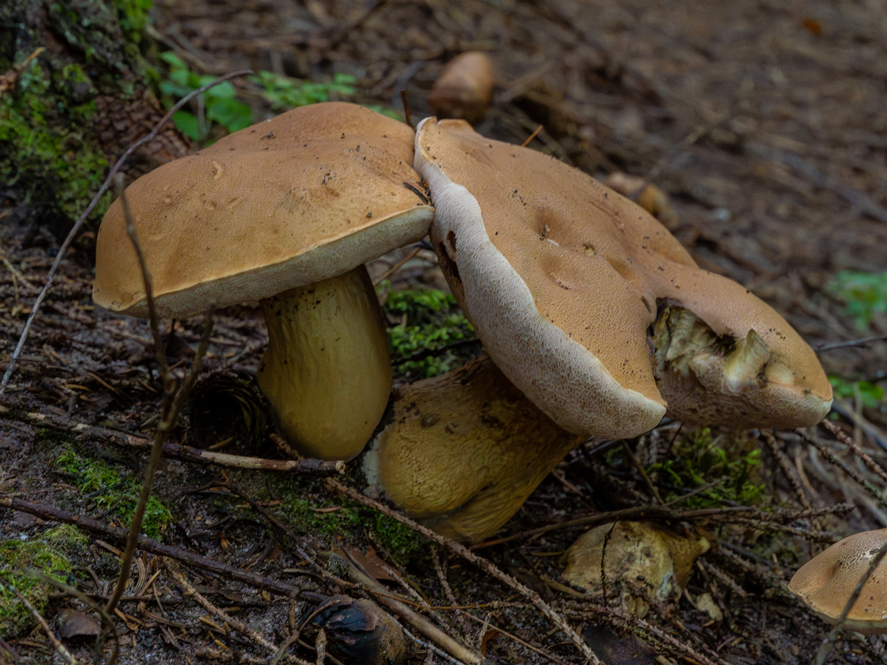 tylopilus-felleus_1-6