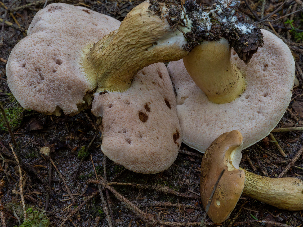 tylopilus-felleus_1-7