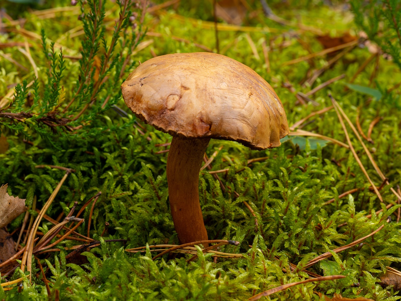 !Chalciporus piperatus _2026-09-17_1-1