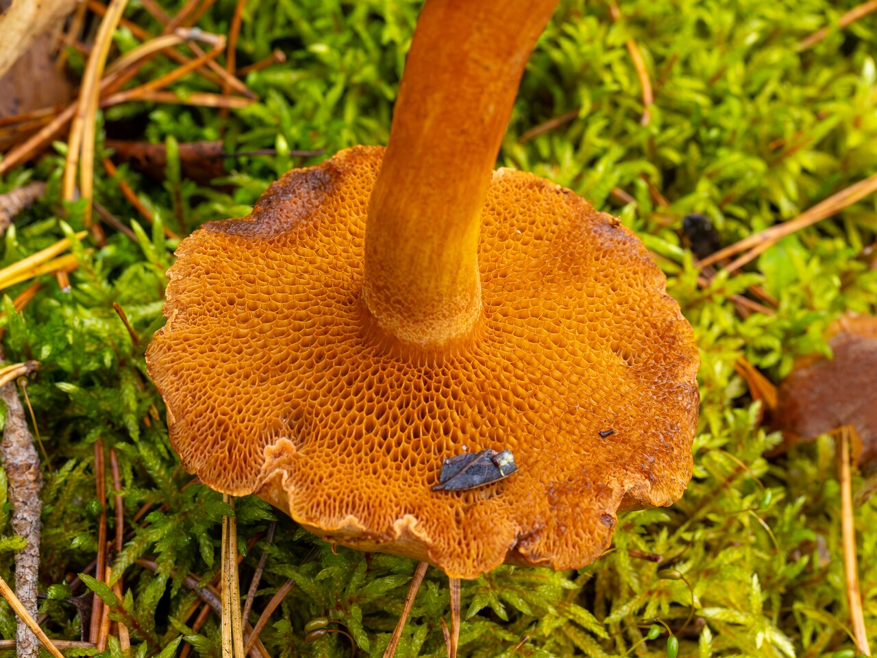Chalciporus piperatus _2026-09-17_1-2