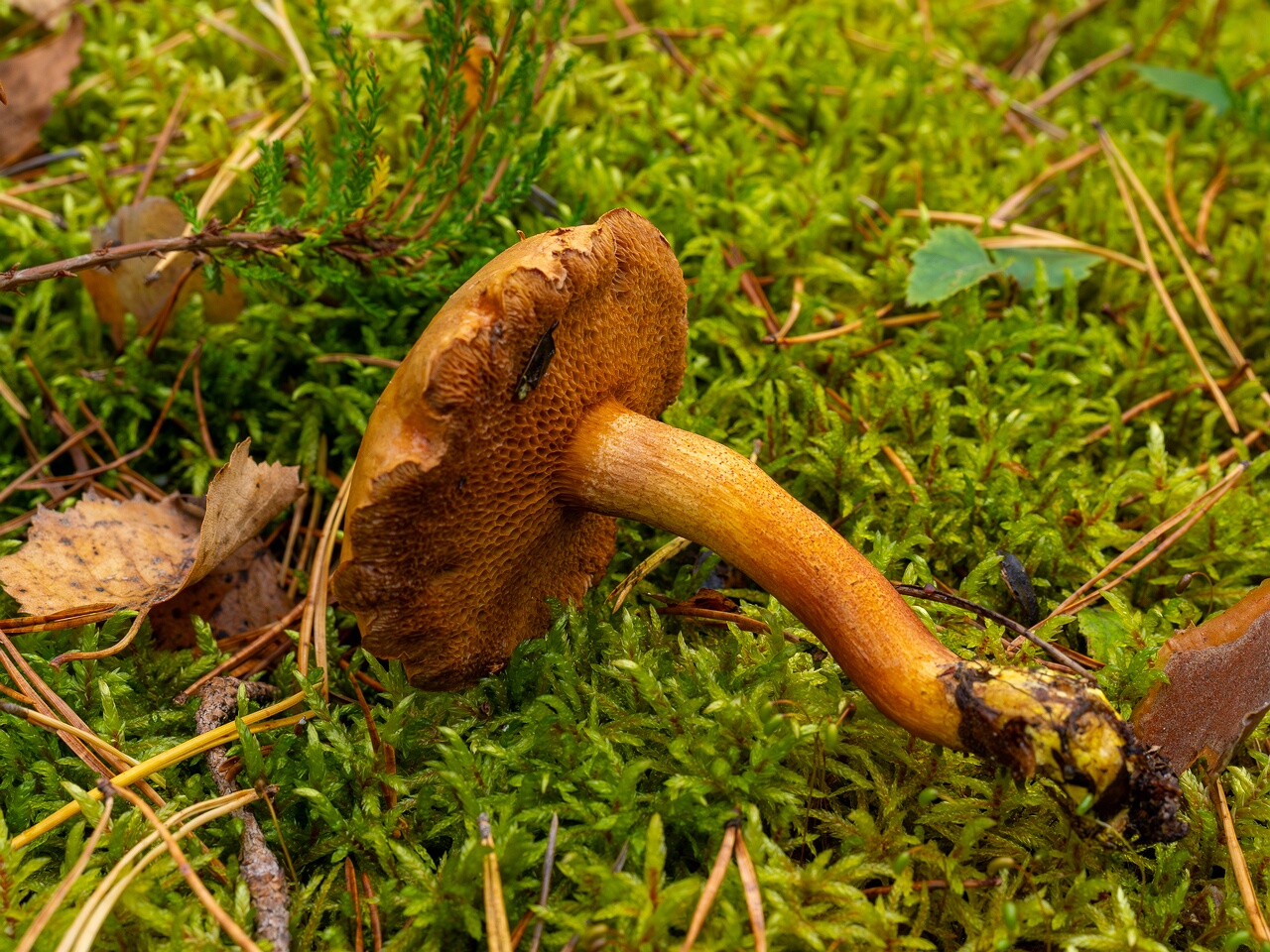 Chalciporus piperatus _2026-09-17_1-3