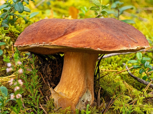 Боровик сосновый - Boletus pinophilus