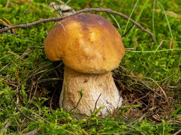 Боровик съедобный - Boletus edulis