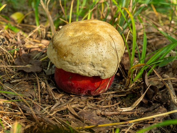 Красноборовик сатанинский - Rubroboletus satanas