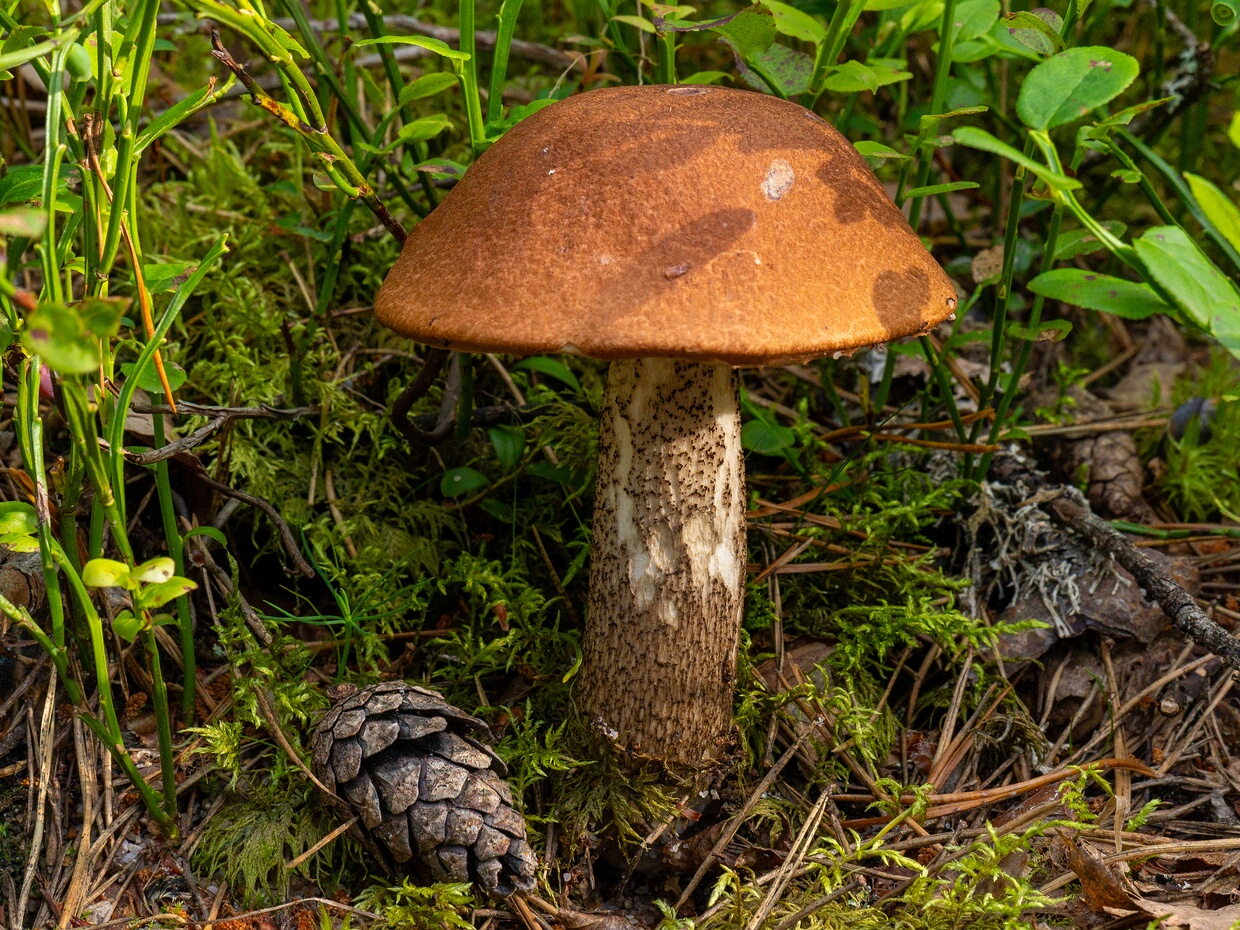 Красноголовик сосновый - Leccinum vulpinum