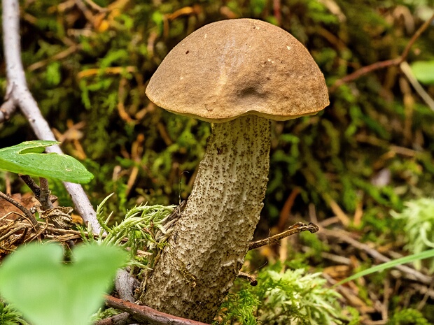 Подберёзовик обыкновенный - Leccinum scabrum