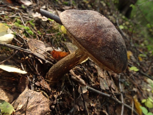 Подберёзовик чёрный - Leccinum melaneum