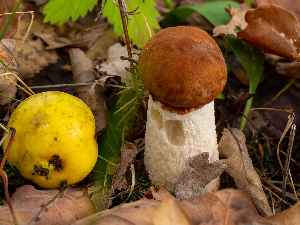 Подосиновик красный - Leccinum aurantiacum