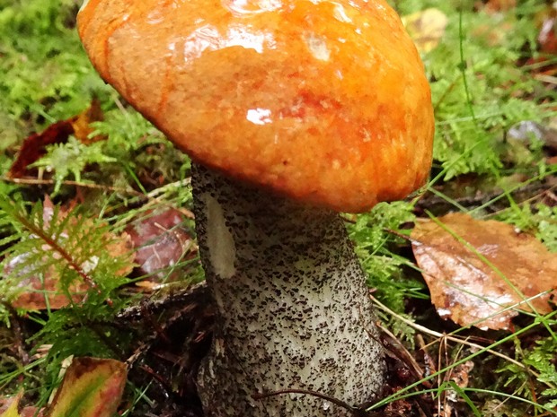 Подосиновик красный - Leccinum aurantiacum